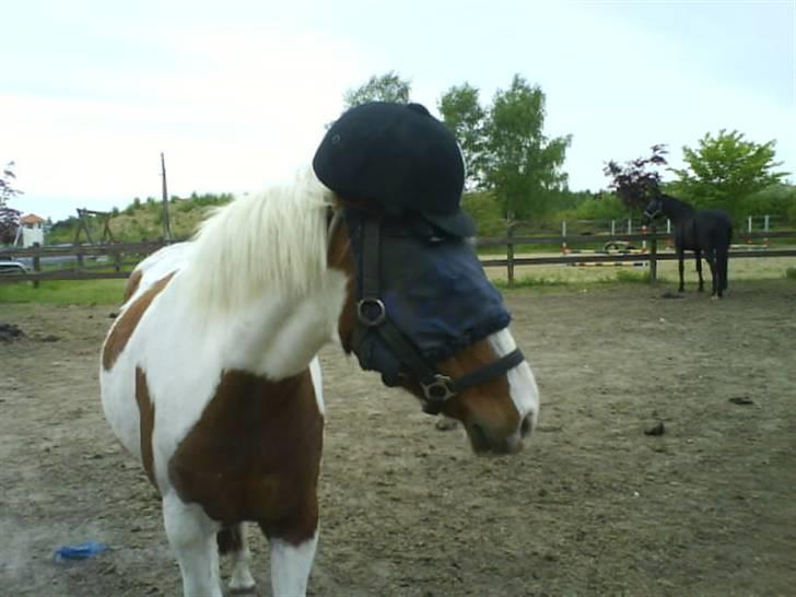 Pinto Kilmay Pretty Palett billede 12