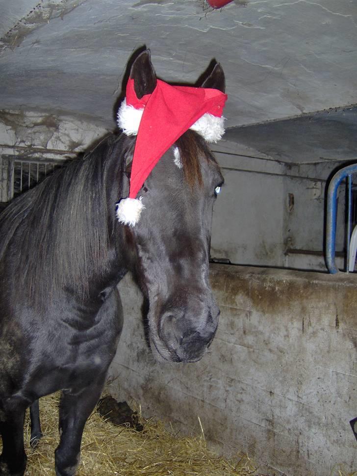 Traver gutta bee # R.I.P # billede 16