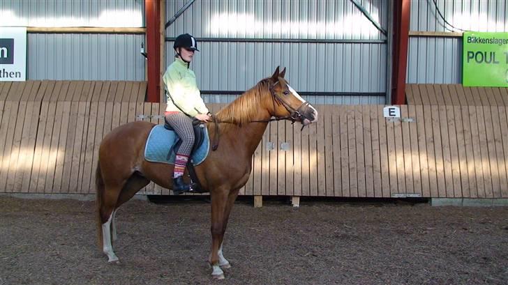 Anden særlig race Miss Breeze - Første gang jeg red på Breeze<3 billede 19