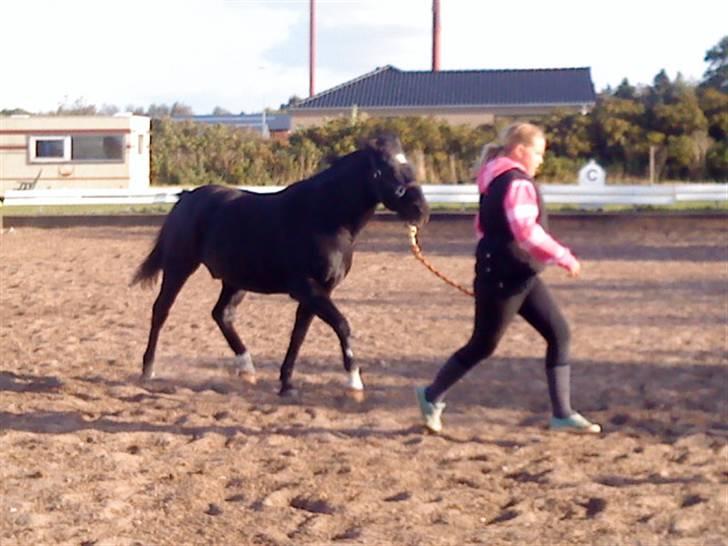 Anden særlig race Meteor <3 SOLGT - *Velkommen til Meteors profil....<3 *NYT* Her har jeg lige fået lov til at tage ham ud og gå lidt. Så lavede noget HMS med haam han var MEGA sød. Du er noget særligt<3  billede 1