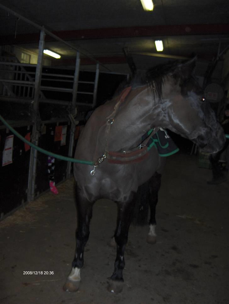 Anden særlig race Meteor <3 SOLGT - 4*Så er vi kommet ud i stalden og sadler af :b billede 4