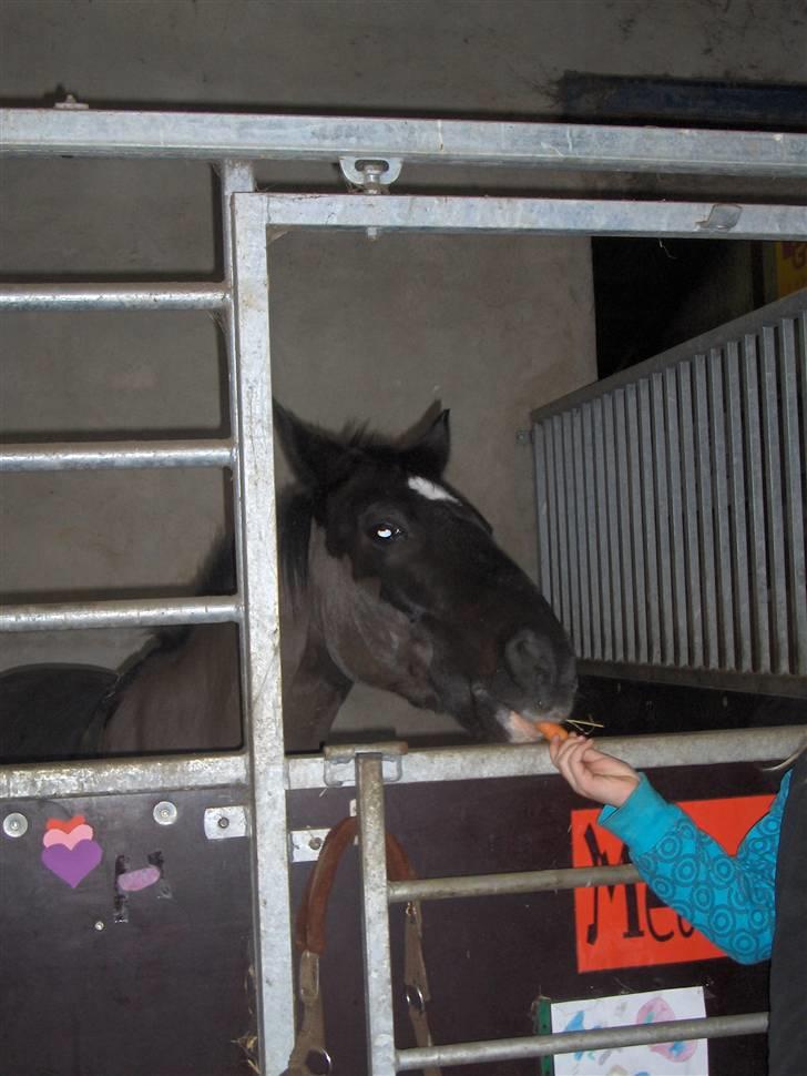 Anden særlig race Meteor <3 SOLGT - 5*Metetor for en gulerød :P billede 5