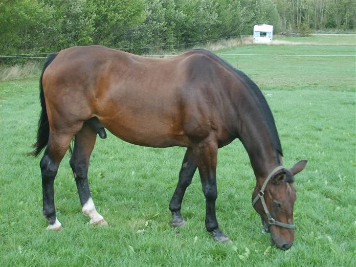 Anden særlig race Clay - Dejligt grønt græs. billede 12