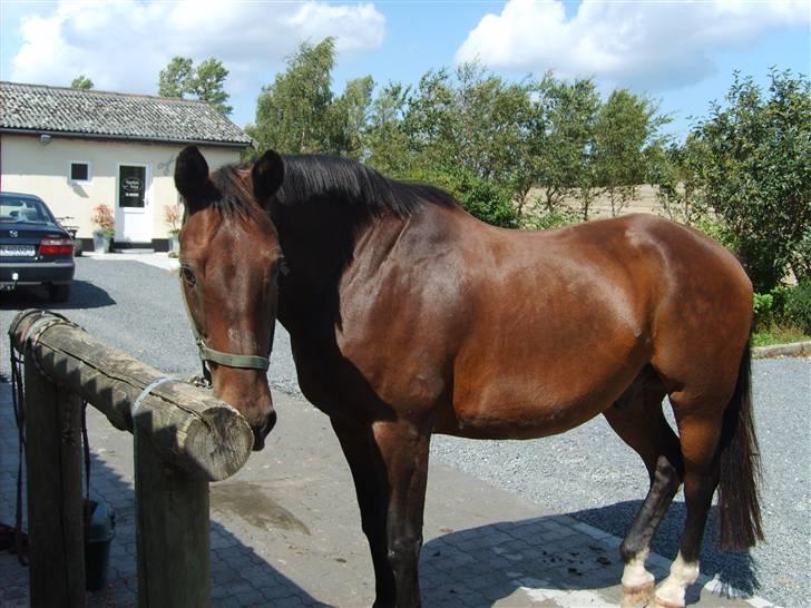 Anden særlig race Clay - Clay skal strigles. billede 13