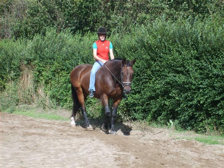Anden særlig race Clay - Sidste gang jeg red på Clay. Jeg skulle op at sige farvel til ham for sidste gang. Og så fik jeg lige en sidste lille ridetur. Sørgelig dag :´( billede 14