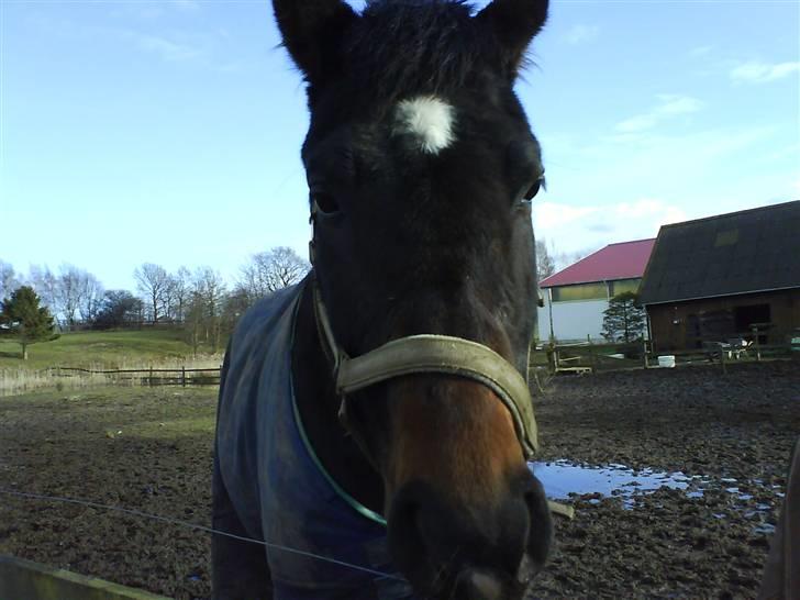 Anden særlig race Armani billede 1