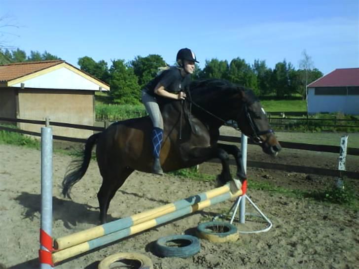 Anden særlig race Armani billede 2