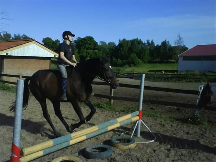 Anden særlig race Armani billede 3