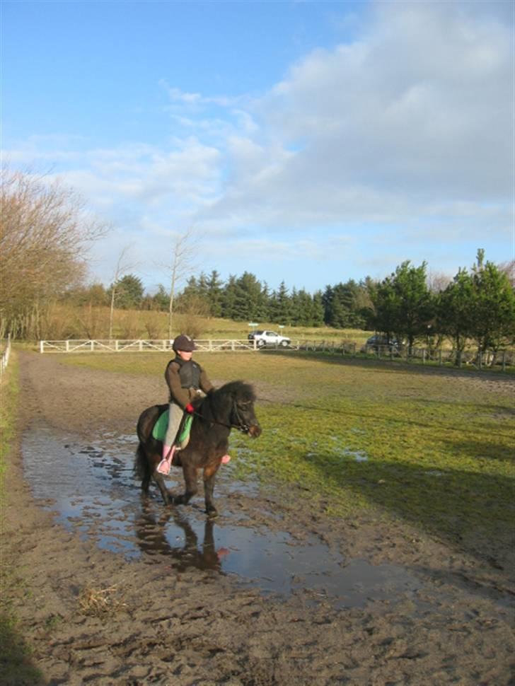 Anden særlig race Buster  - Ude og ride billede 13