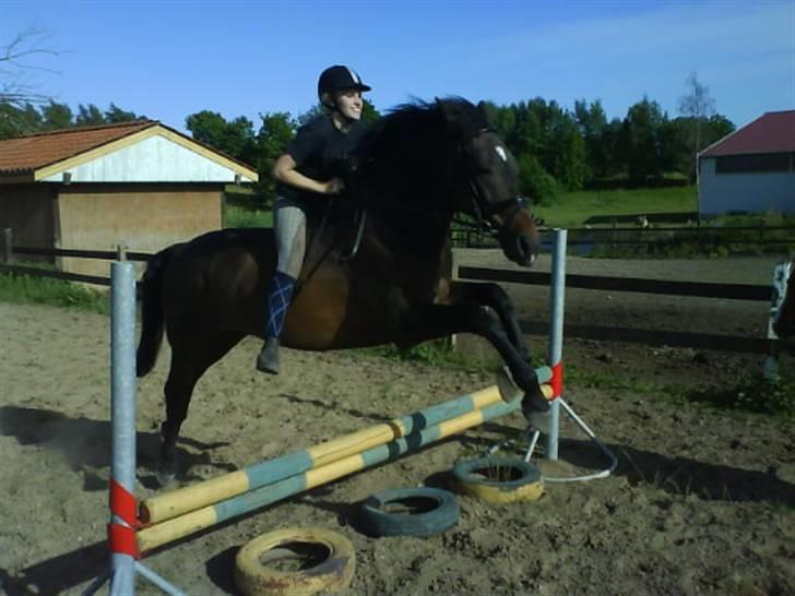 Anden særlig race Armani billede 4