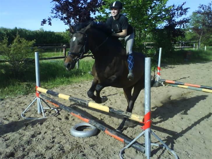 Anden særlig race Armani billede 5