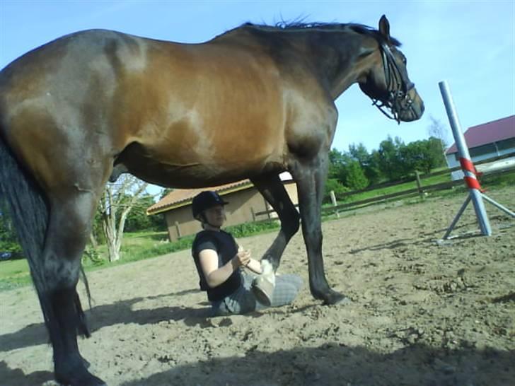 Anden særlig race Armani billede 6