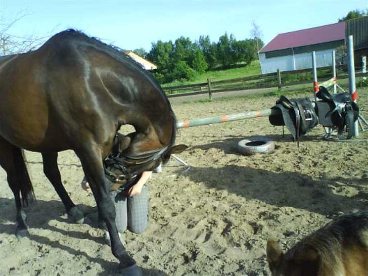 Anden særlig race Armani billede 7