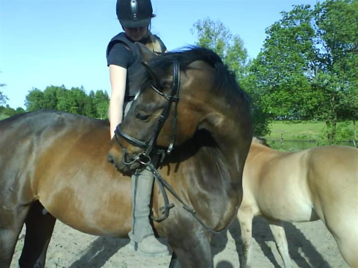 Anden særlig race Armani billede 8