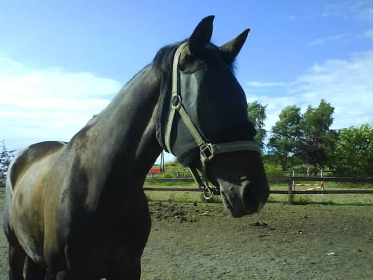 Anden særlig race Armani billede 9