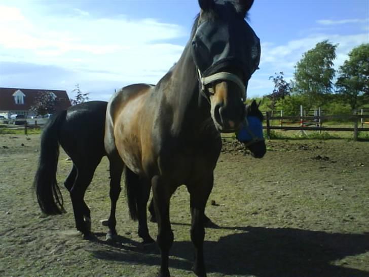 Anden særlig race Armani billede 10