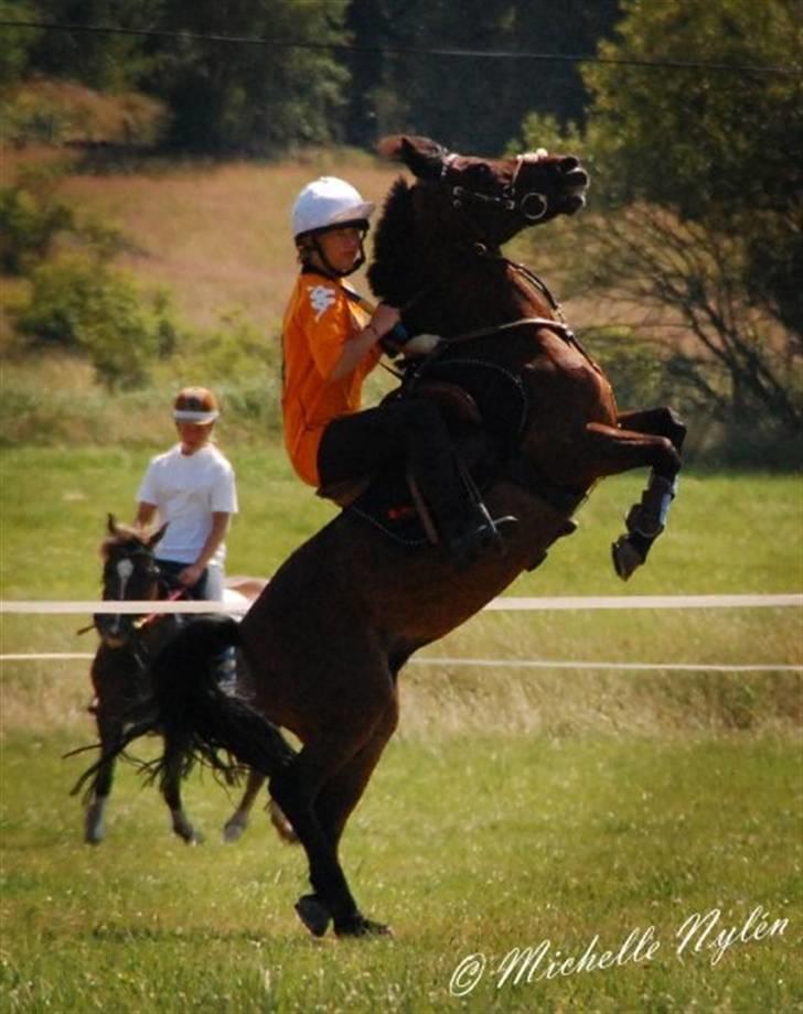 Norsk Sportspony Take A Chance - "jeg kan stå på 1 ben ;-)" billede 10