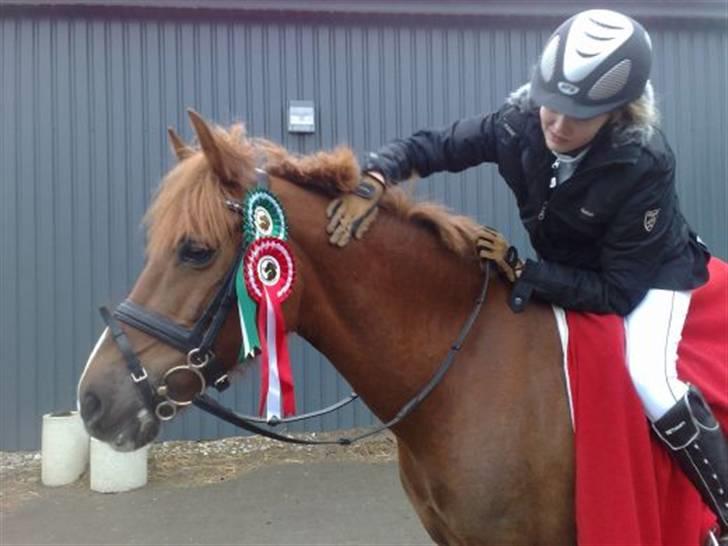 Hollandsk Sportspony Morano 5 - Stjerne pony.. billede 20