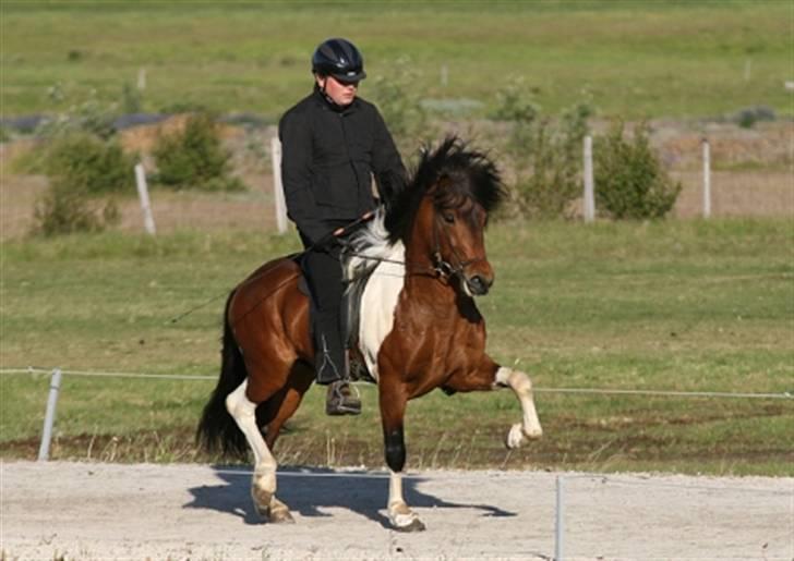 Islænder Vængur fra Brunum - Vængur på Island som 4 års billede 11