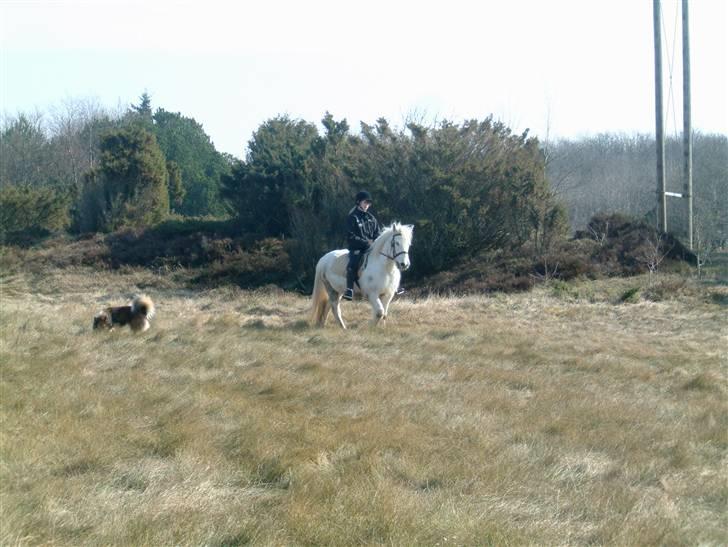 Anden særlig race Coco billede 1