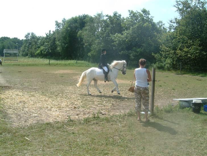 Anden særlig race Coco billede 5