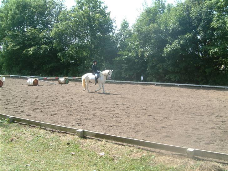 Anden særlig race Coco billede 6