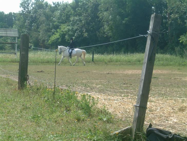 Anden særlig race Coco billede 7