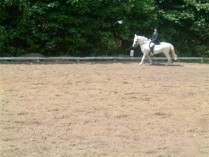 Anden særlig race Coco billede 8