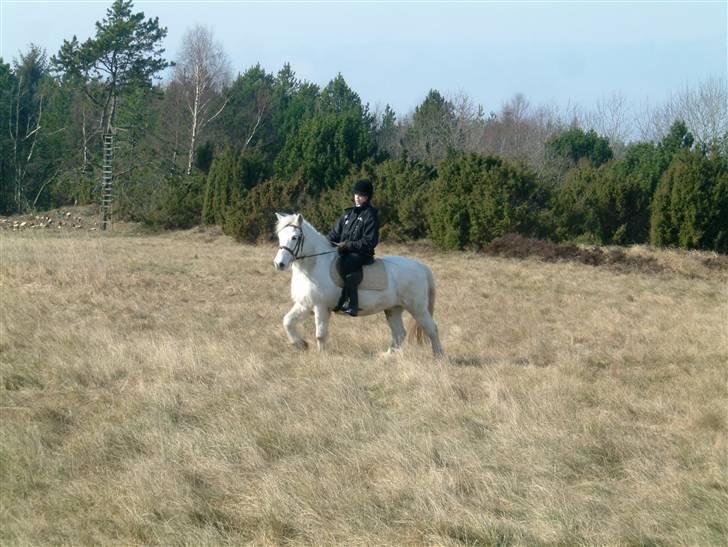 Anden særlig race Coco billede 10