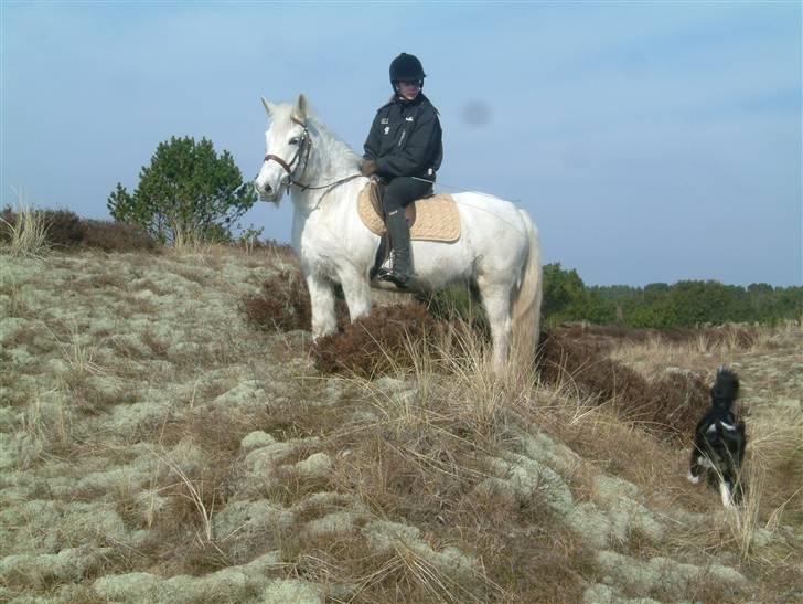 Anden særlig race Coco billede 11