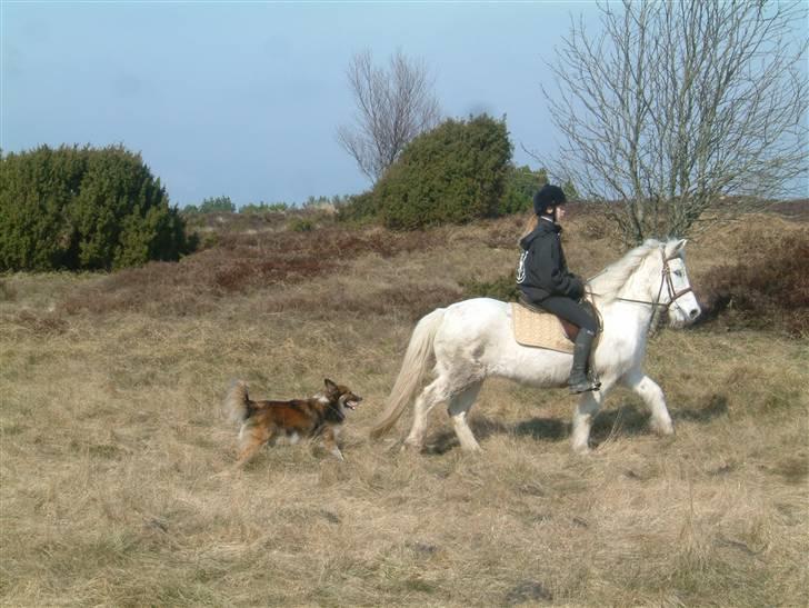 Anden særlig race Coco billede 12