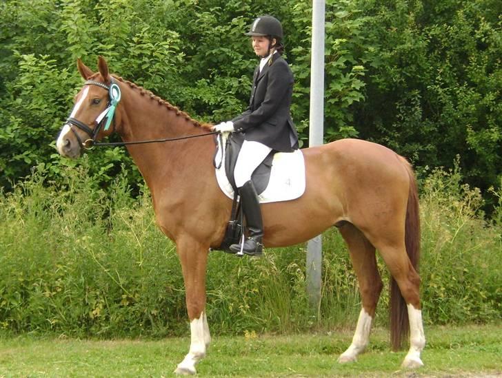 Dansk Varmblod Ka-dó - SOLGT - Sådan Ka-dó!! Første placering i LA1 med 66% :) billede 18