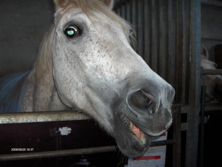 Anden særlig race /Araber Ghenoa (I himlen) - Velkommen til Ghenoas profil. Har hun ikke en pæn tunge (avlivet) billede 1
