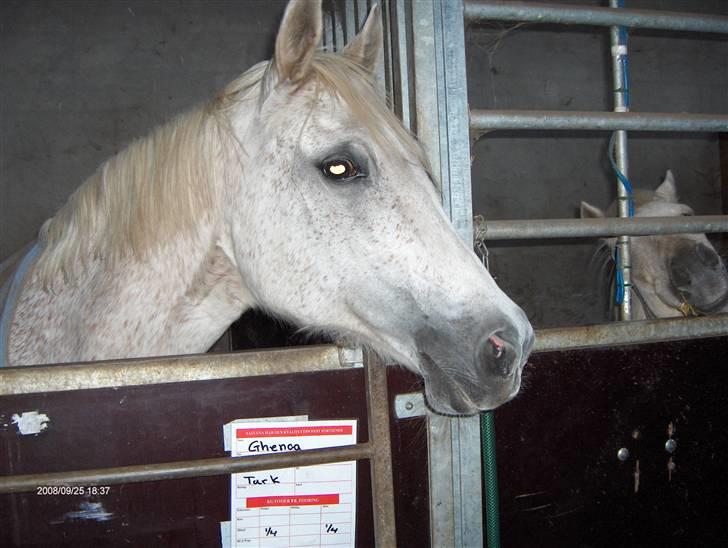 Anden særlig race /Araber Ghenoa (I himlen) - Hej tøsen hva så har du det godt billede 2