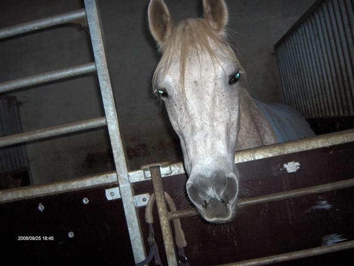 Anden særlig race /Araber Ghenoa (I himlen) - Smukkeren ingen. Jeg undskylder meget at jeg ikke har nogen billeder af hende og mig når jeg/vi rider billede 3
