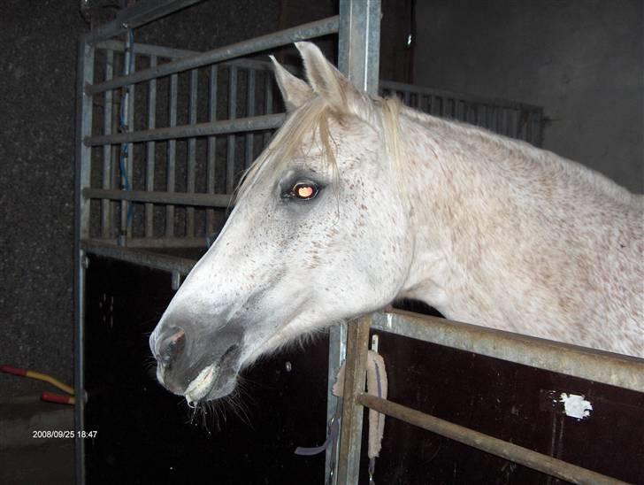 Anden særlig race /Araber Ghenoa (I himlen) - Ja det var godt så er du tilbage igen billede 6