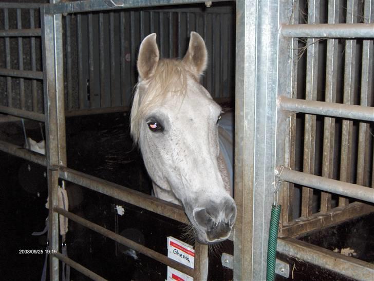 Anden særlig race /Araber Ghenoa (I himlen) - Nårrh du er dejlig..<3 billede 9