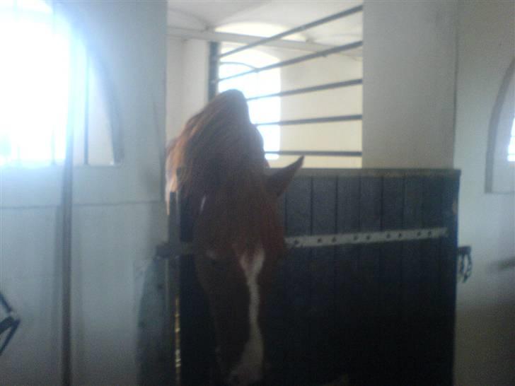 Anden særlig race Robin  - der ligger noget jeg kan spise billede 12