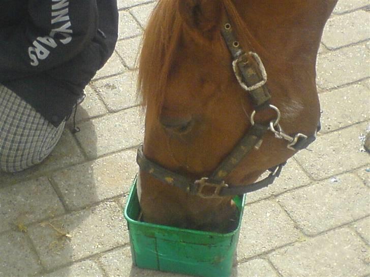 Anden særlig race Robin  - jes efter ride tur får jeg alt tid min lakrids sleksten billede 13