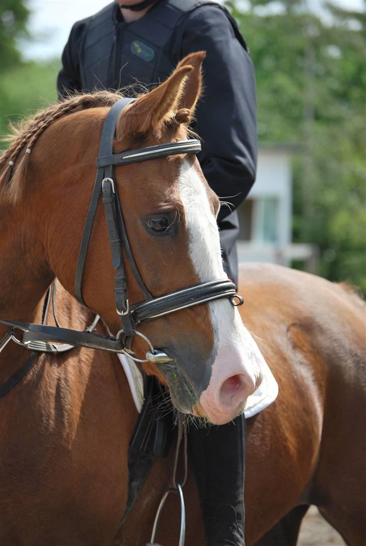 Anden særlig race Frk.Smila billede 1