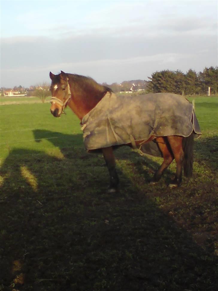 Anden særlig race Stjerne † Rest in peace billede 15