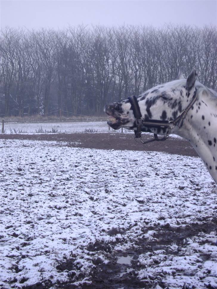 Knabstrupper Charmeur *Solgt* - Smukke ud i den dejlige sne <3<3 Foto: Mig billede 11