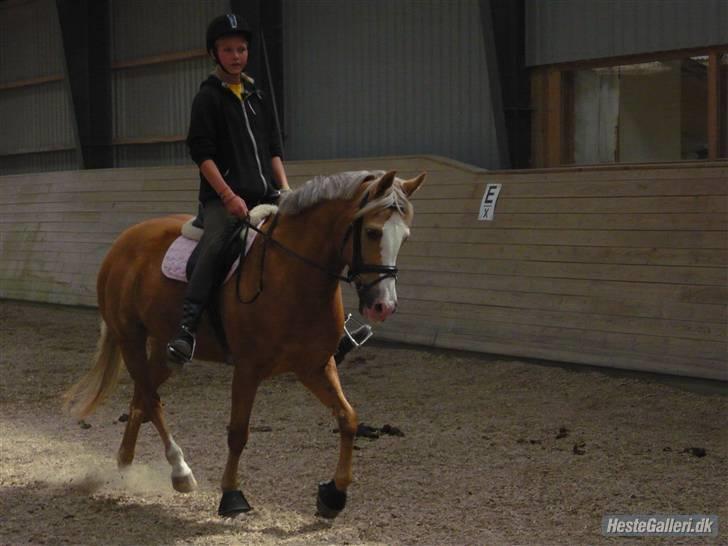 Hollandsk Sportspony  Calibra - solgt..RIP :-( - fotograf; signe marie sørensen. billede 6
