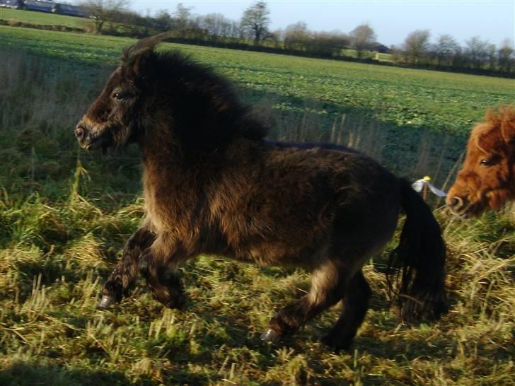 Miniature Justenborgs åge *R.I.P* - jihaa fuld fart fotograf: mig billede 18