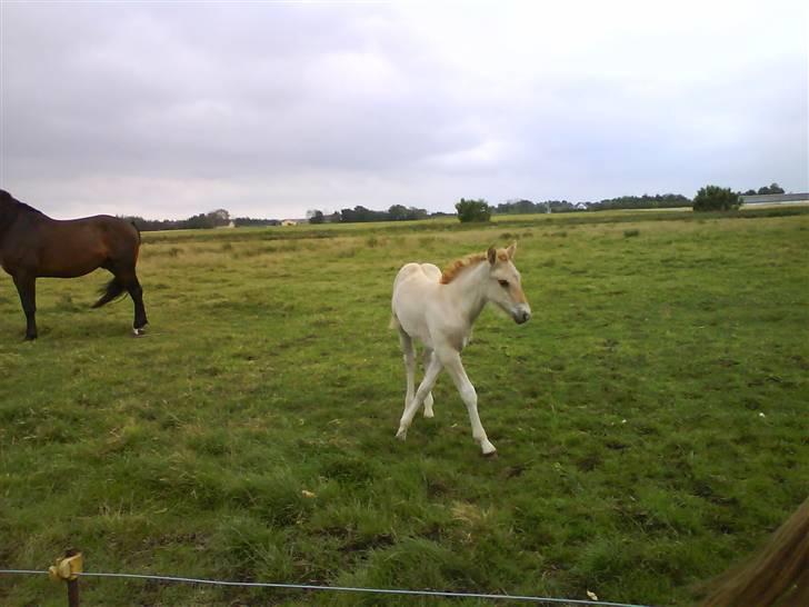Anden særlig race Østermarkens Maline Solgt - Mig som føl:) billede 2