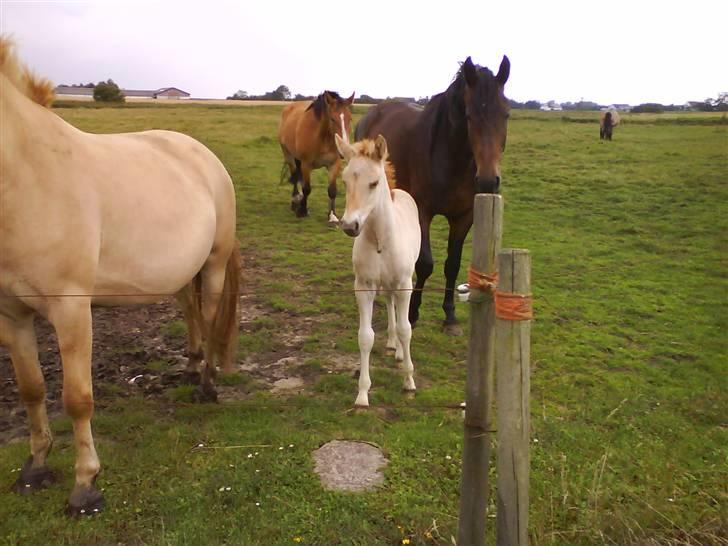 Anden særlig race Østermarkens Maline Solgt - Mig som føl og Macoy´s far i baggrunden<3 billede 3