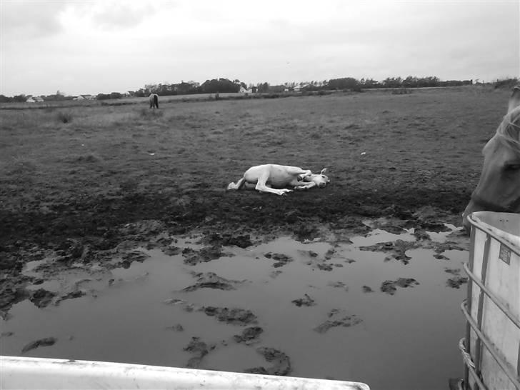 Anden særlig race Østermarkens Maline Solgt - Prøver på at sove<3 billede 4