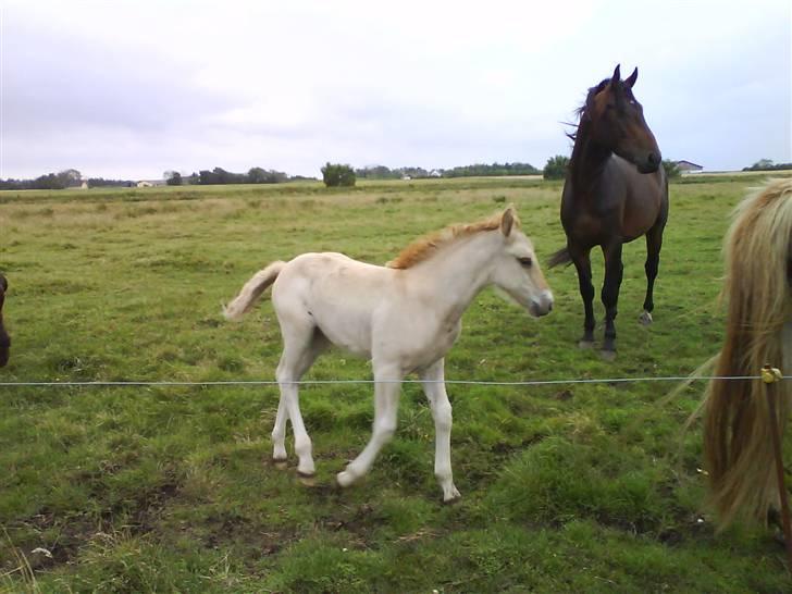 Anden særlig race Østermarkens Maline Solgt - <3 billede 5