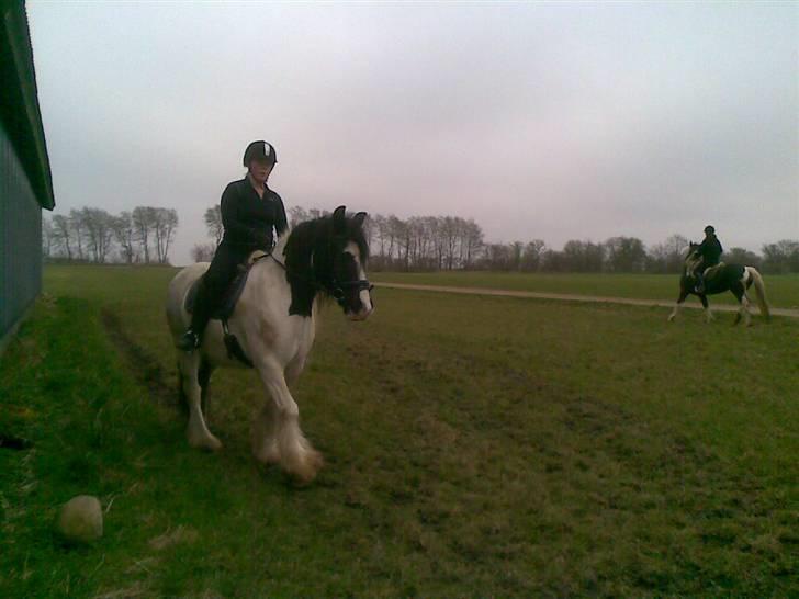 Irish Cob Gipsy - 2/4-09 billede 7