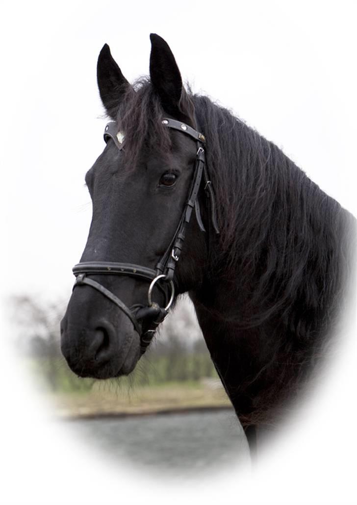 Frieser Arno S. billede 20